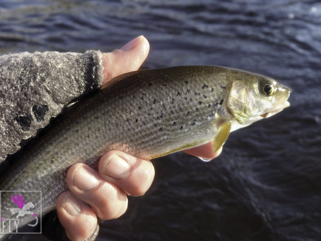 Small grayling