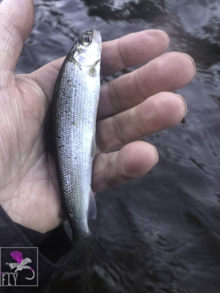 Juvenile Grayling