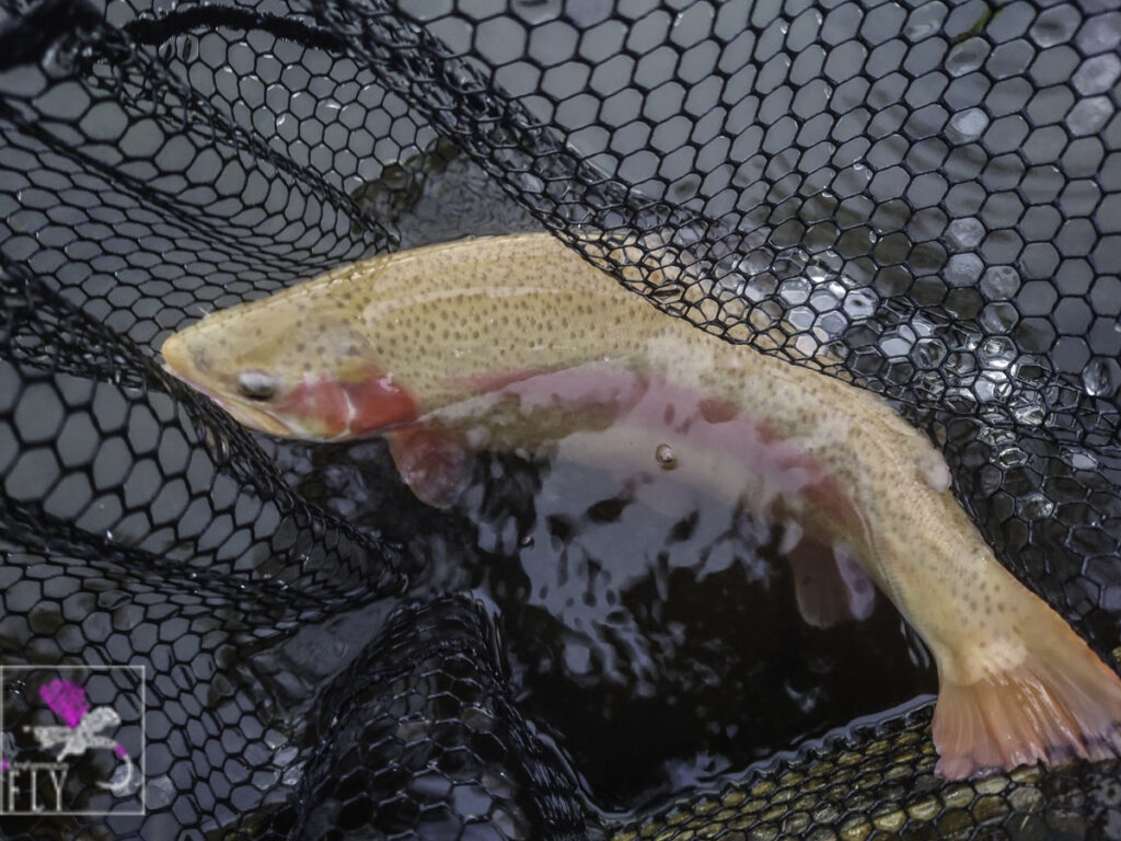 Late Gold