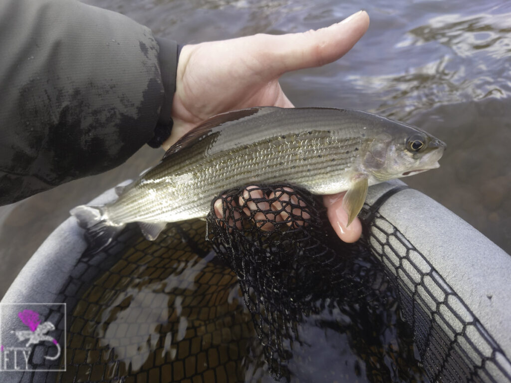 A nice Gryaling on a green tag