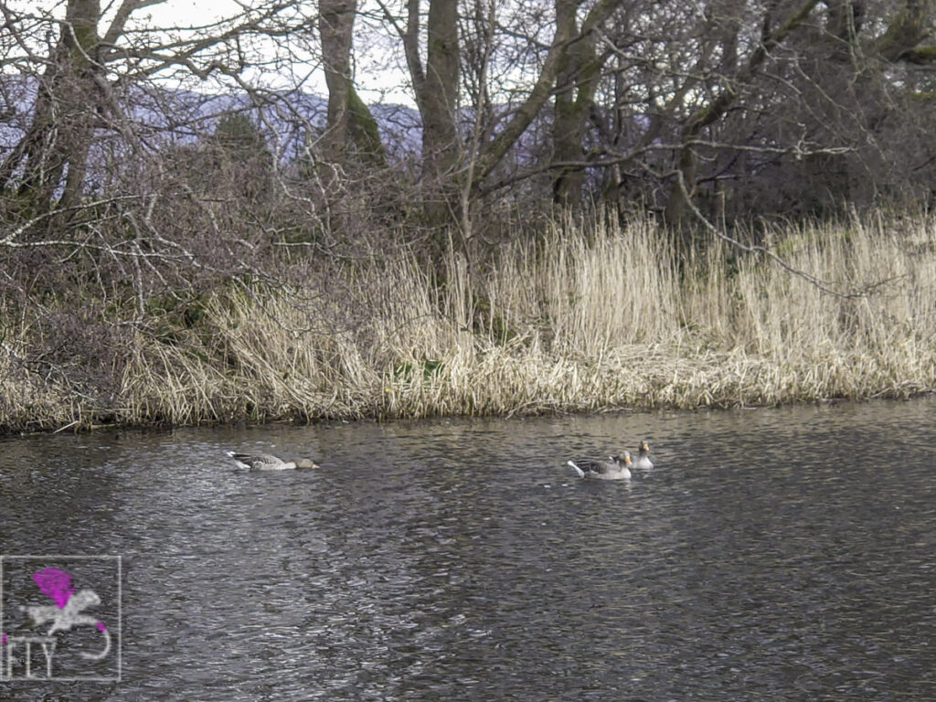 Some Geese passing through