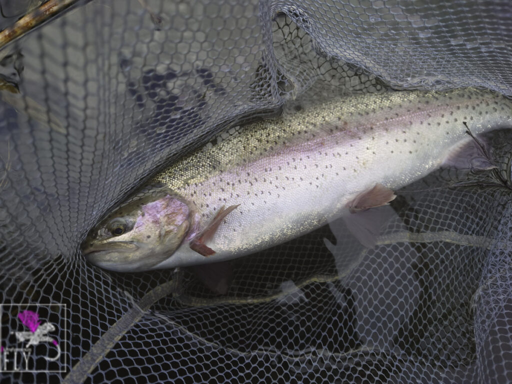The first Rainbow to the net