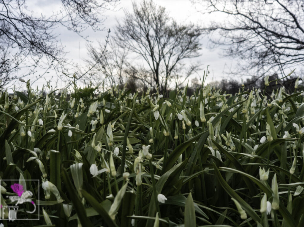 Wild Garlic