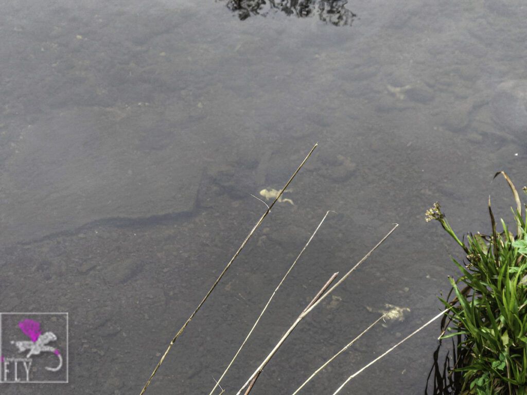Dead frogs at the spot where the wee "fountain " was