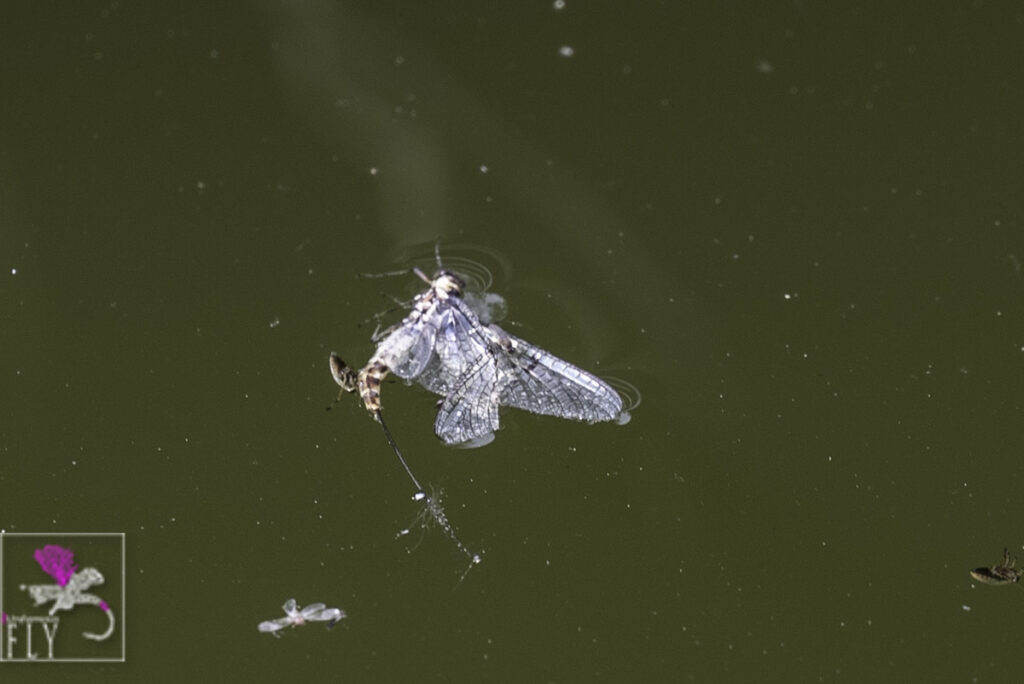 Mayfly?