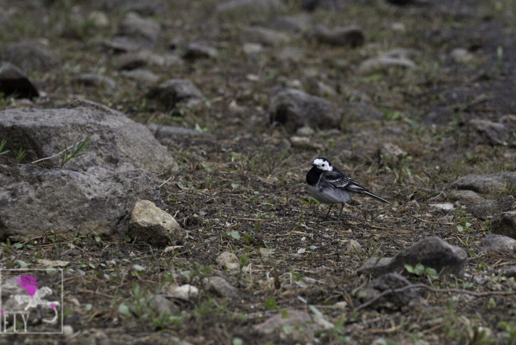 Wagtail on the shore of Loch Coulter