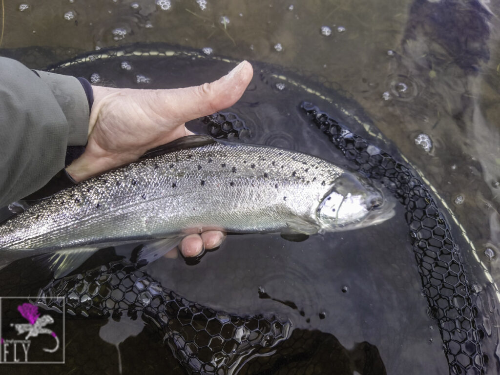 Caught at Range Brown Trout