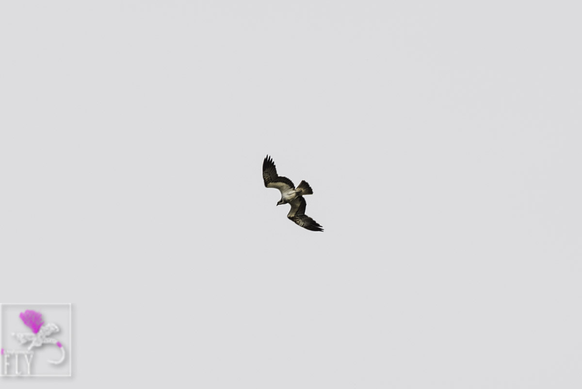 Osprey overhead