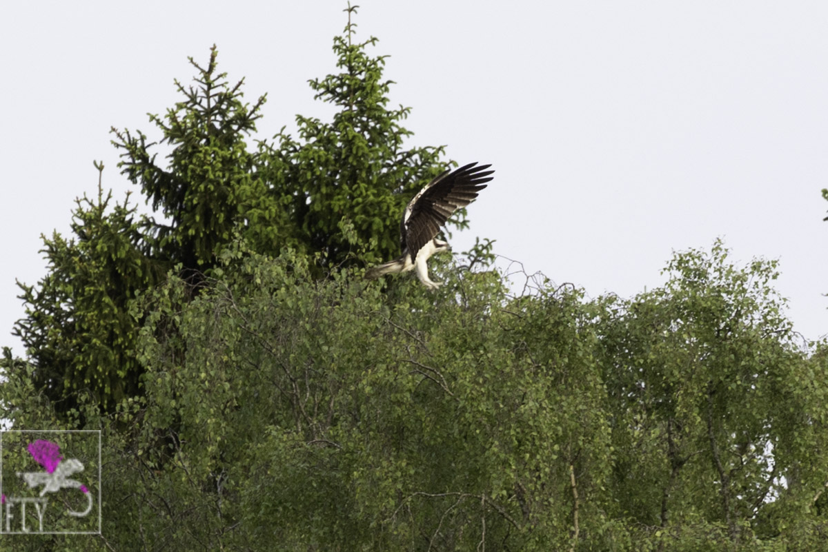 Osprey Landing