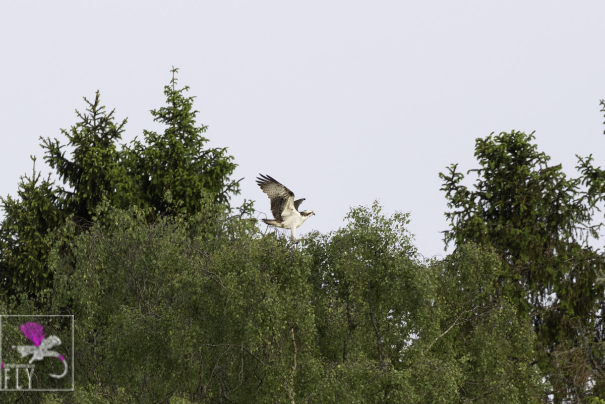 Osprey in a tree with Wings