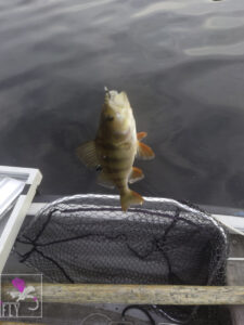A pesky Perch