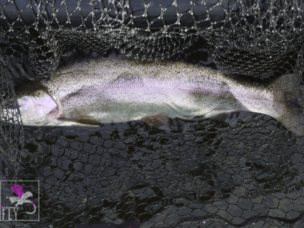 A powerful Menteith Rainbow Trout