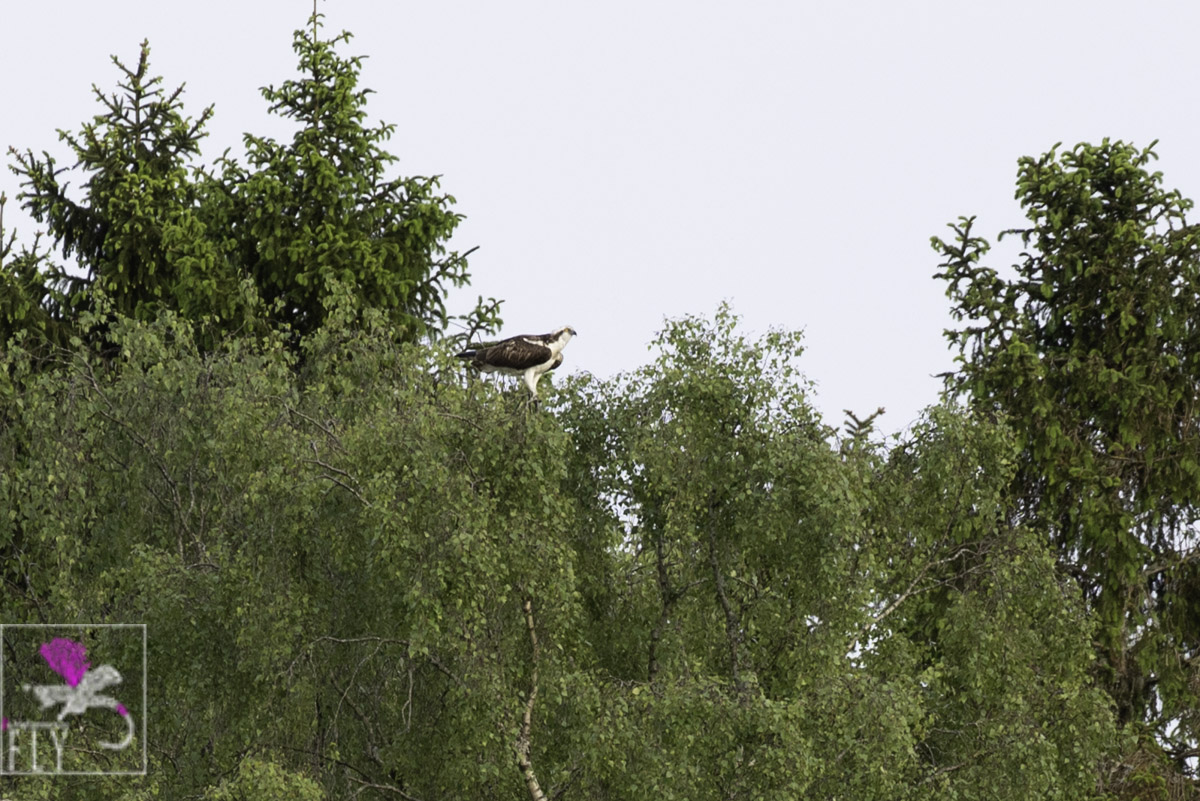 Osprey in a tree