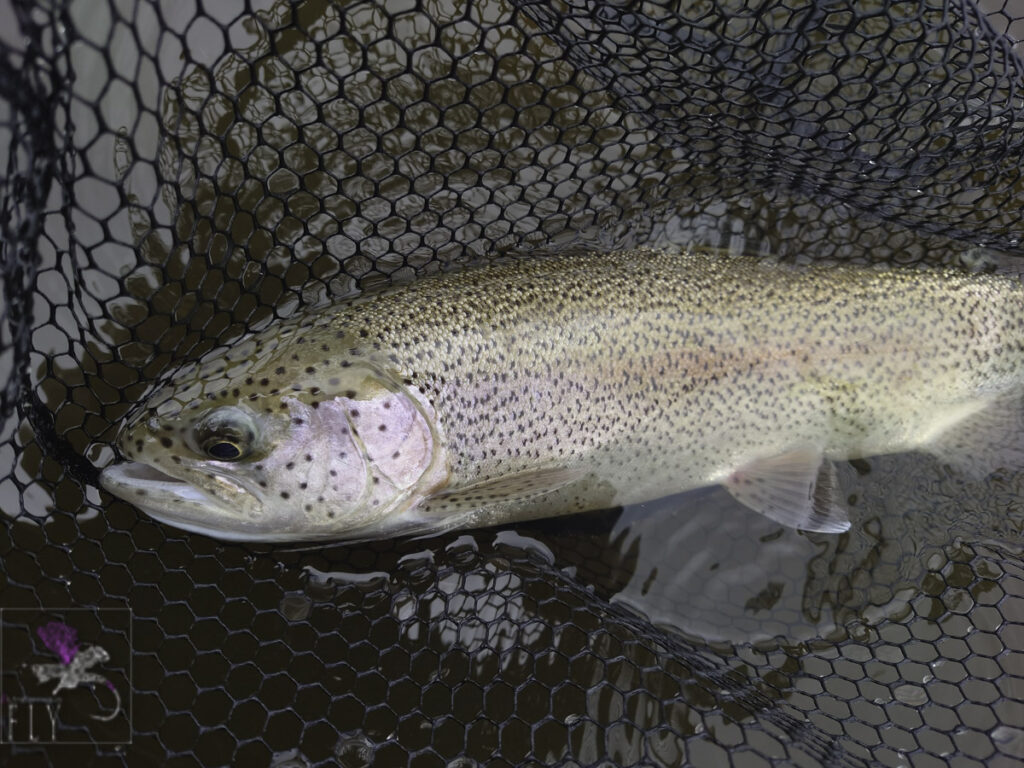 Burnhouse Rainbow