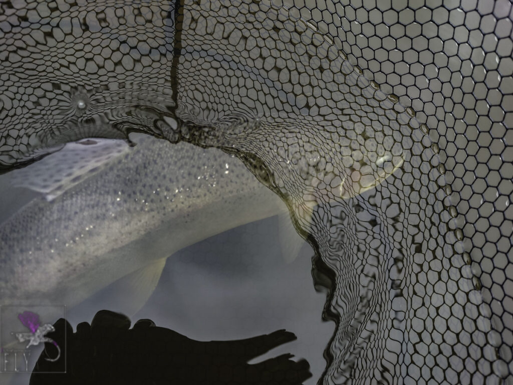 Foul hooked fish