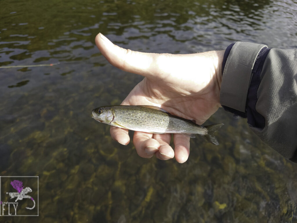Tiny Grayling