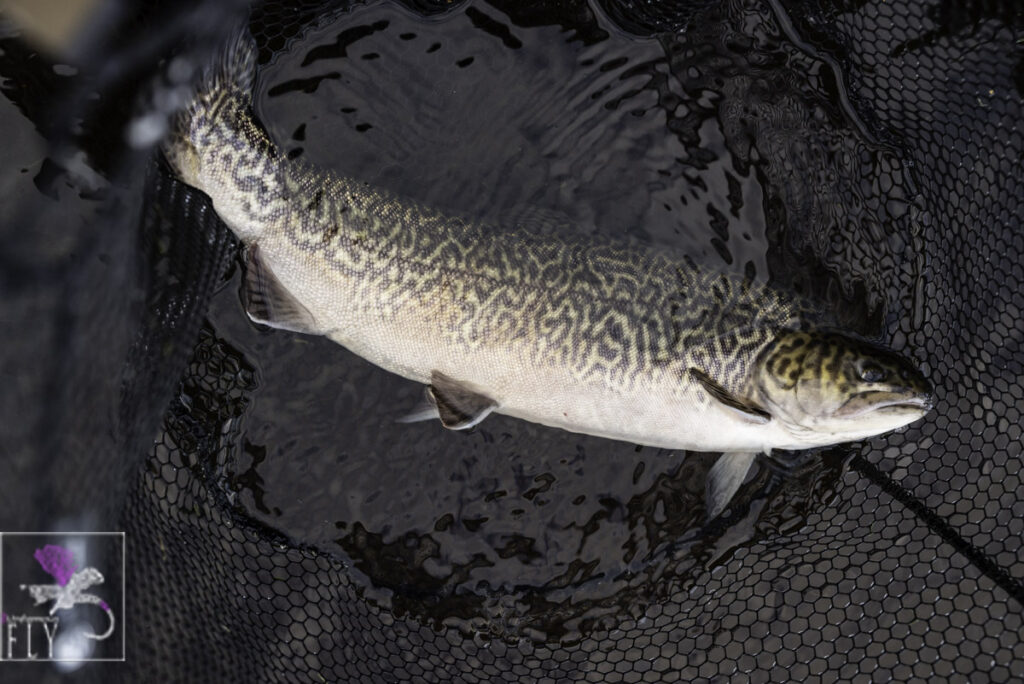Tiger Trout in the net