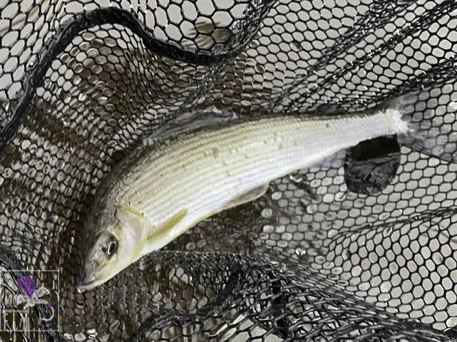 Grayling