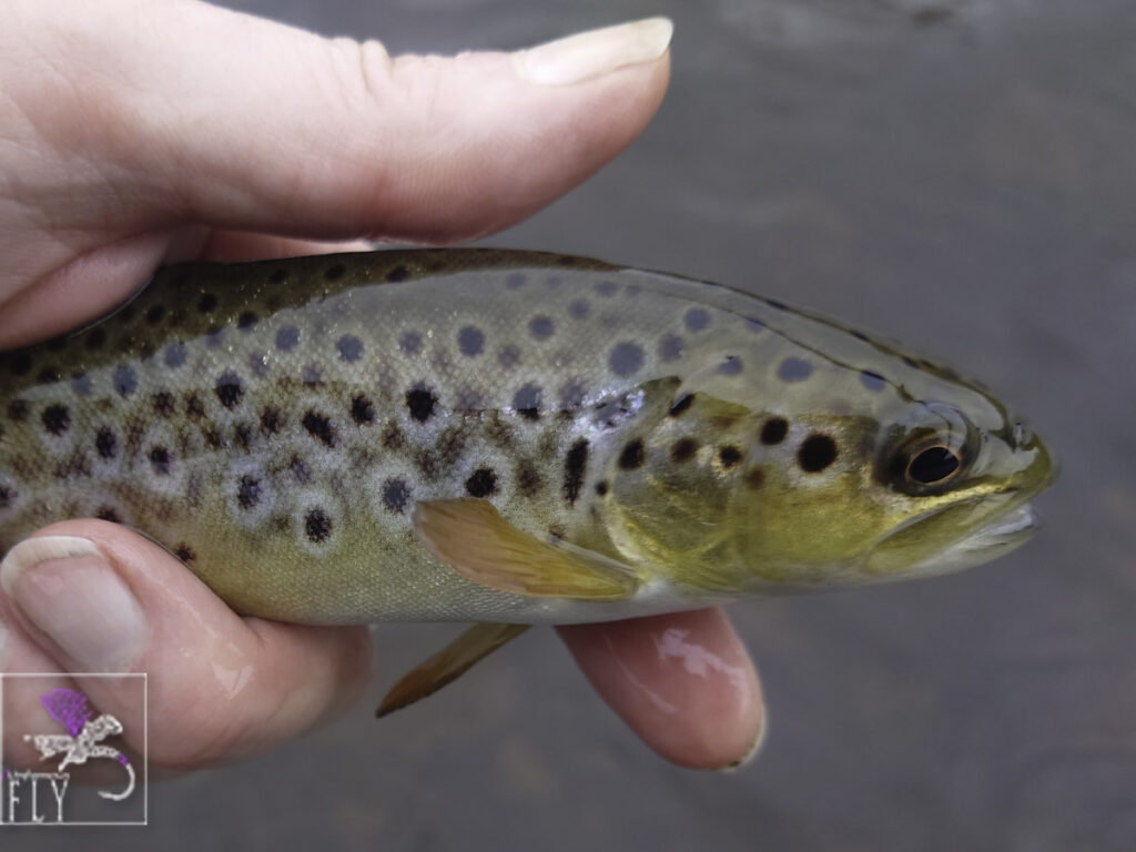 Wild Brown trout