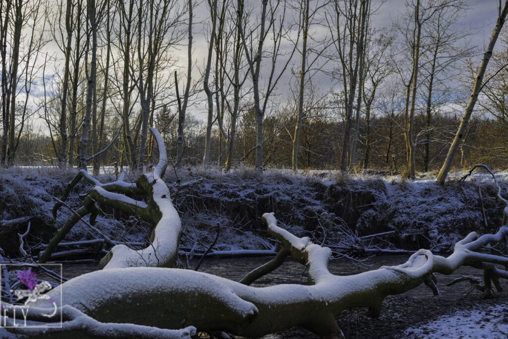 Fallen tree