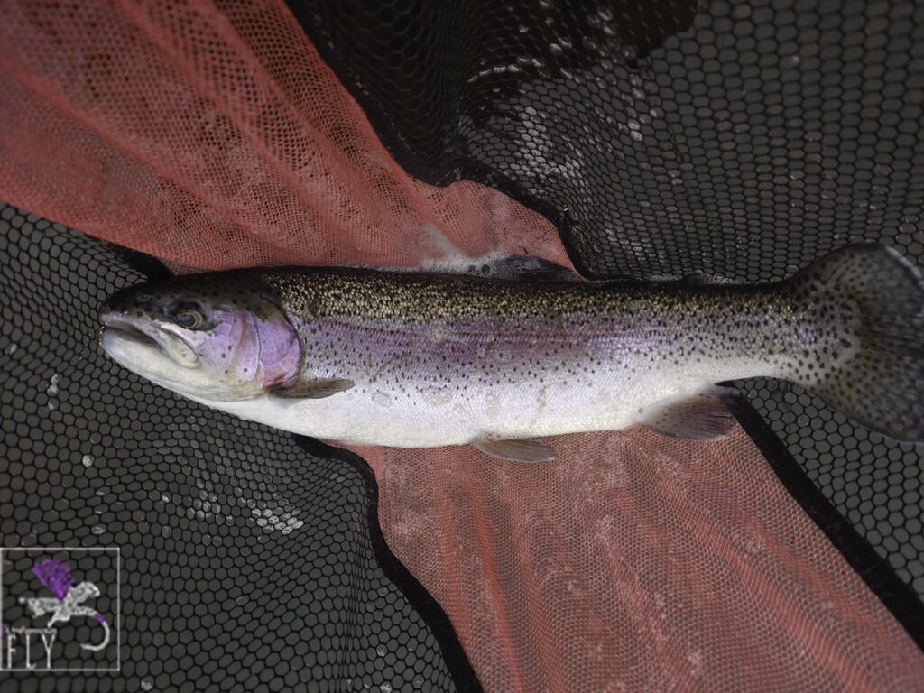A 2lb rainbow netted