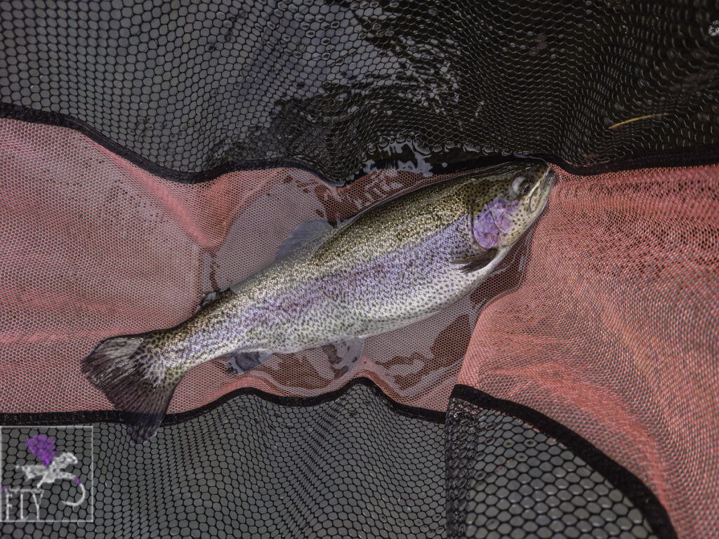 A bigger fish netted