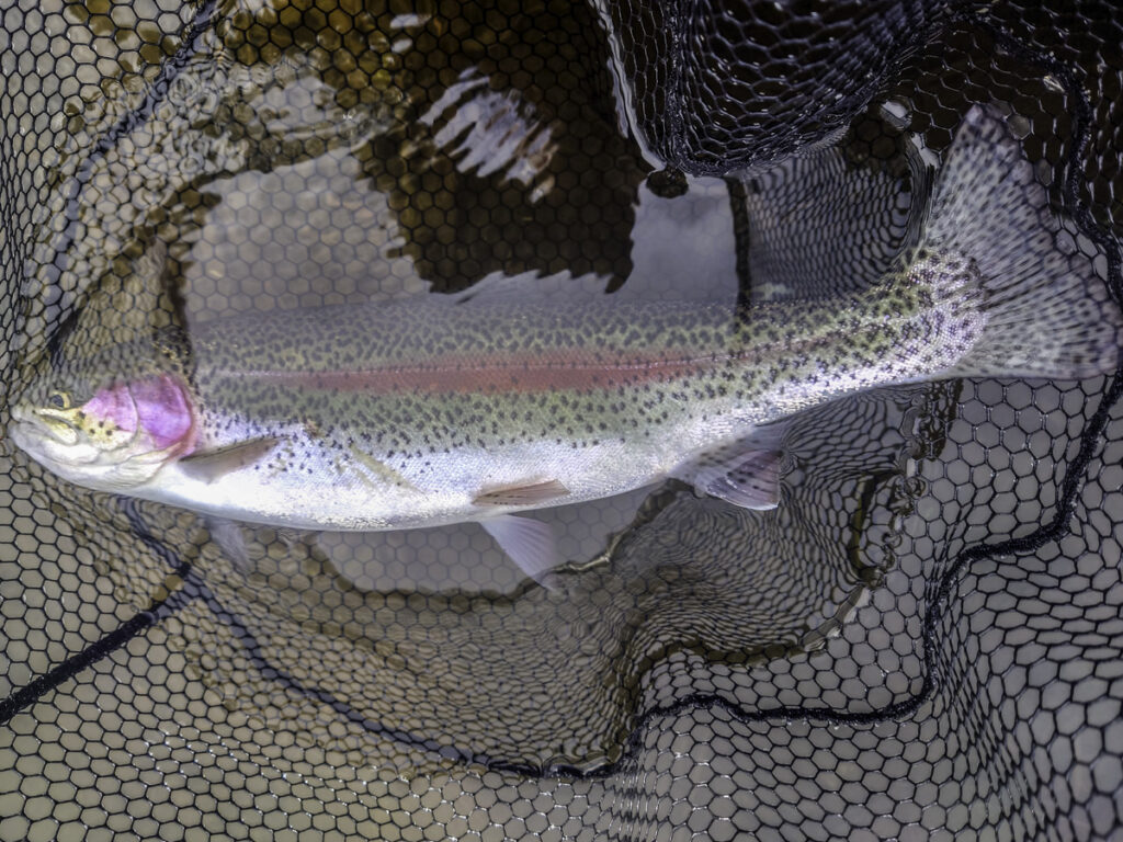 Top Quality Rainbow Trout