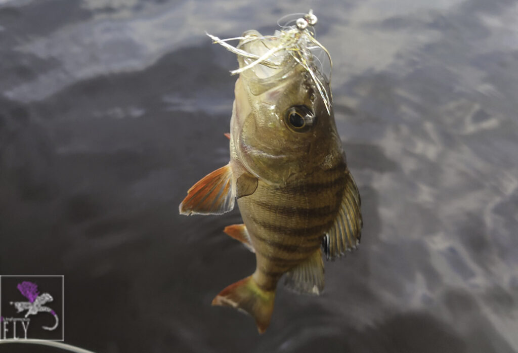 A Perch