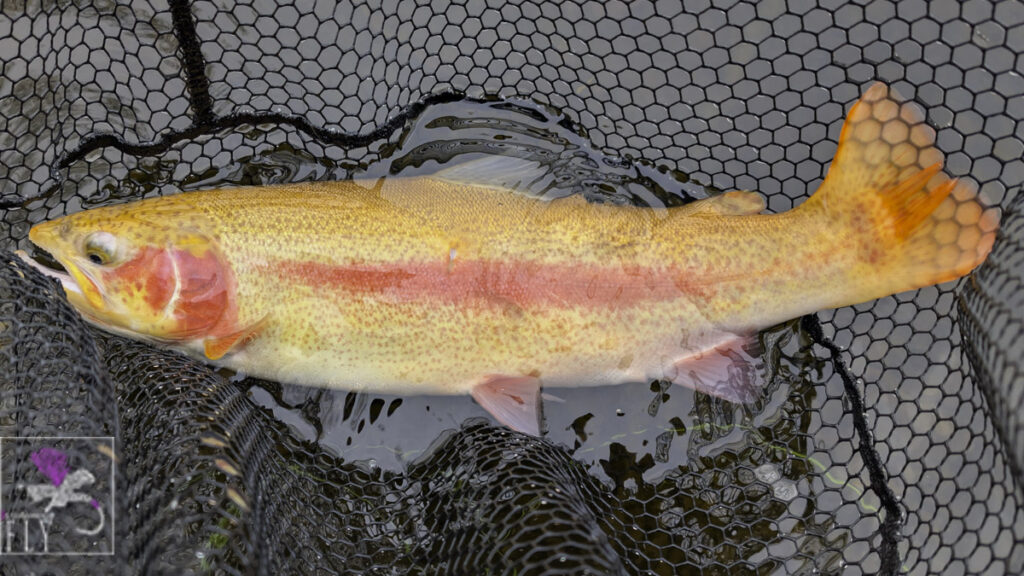 A very orange Golden Trout