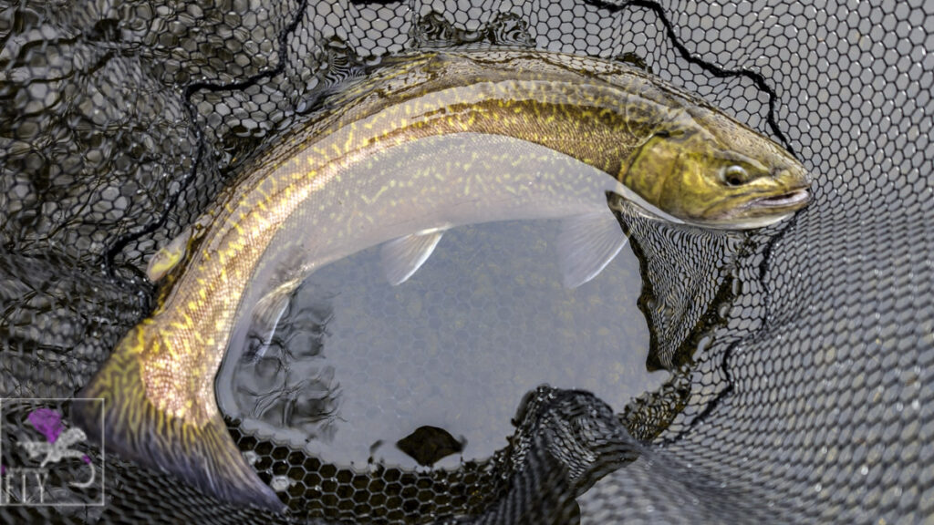 Tiger trout
