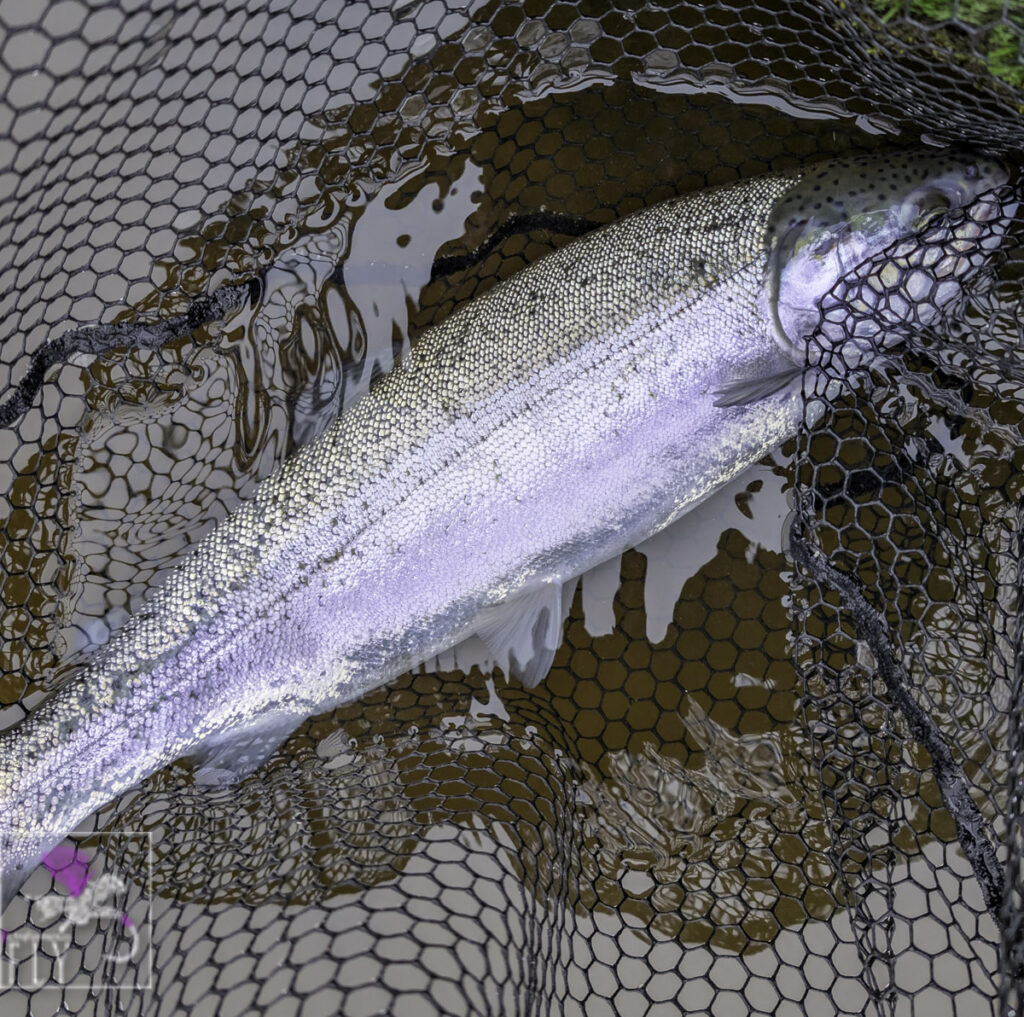Blue trout