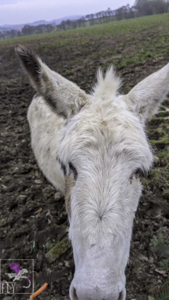 Donkey