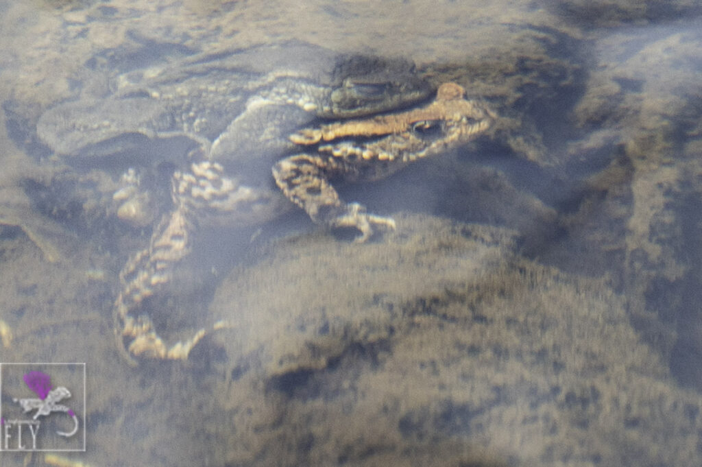 Two frogs in an embrace