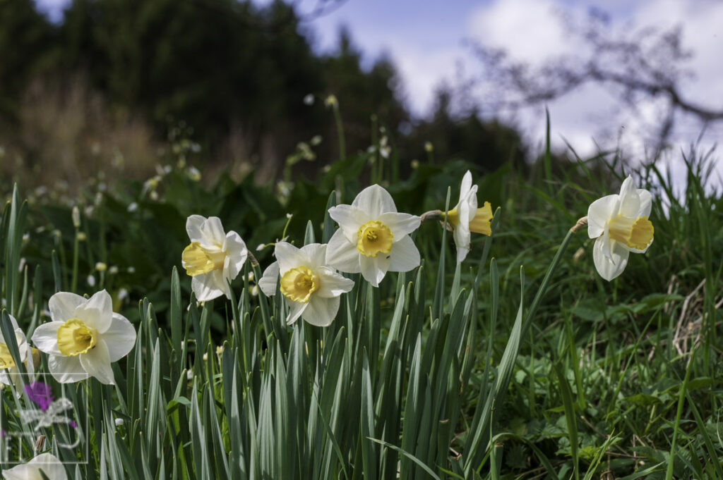 Dafodils