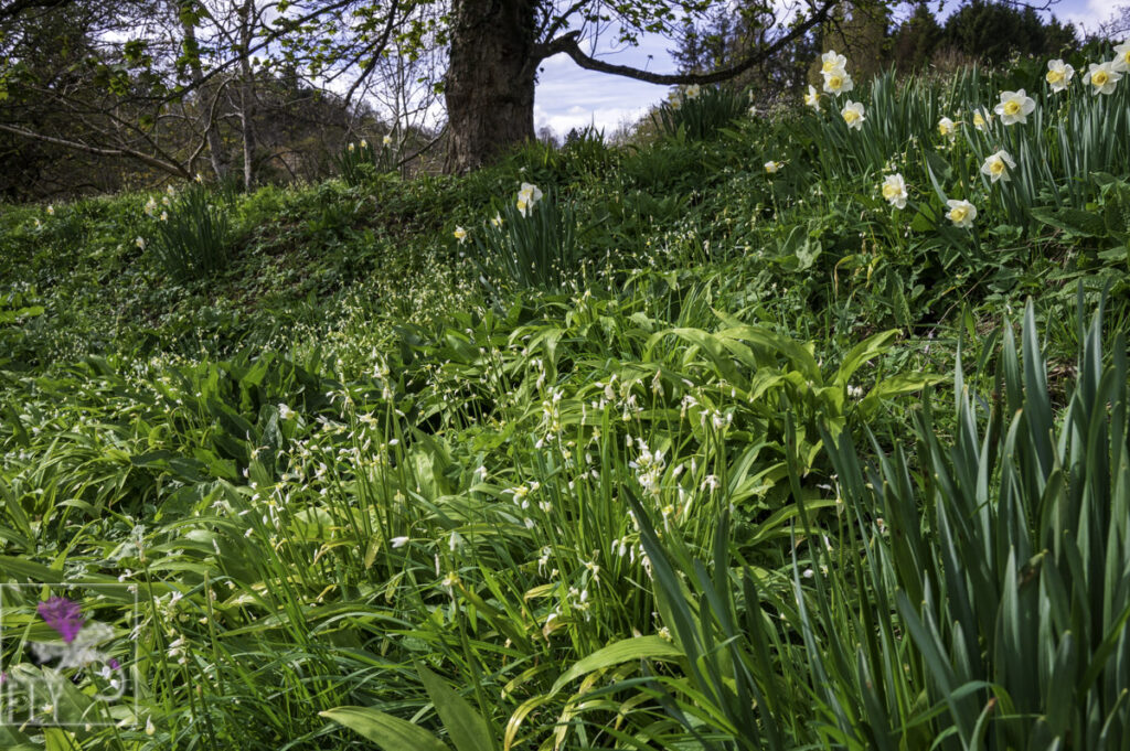 Wild Garlic