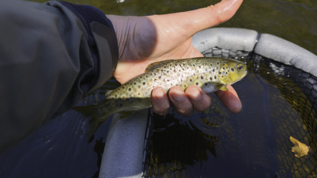 A wild Brown Trout on the River Carron