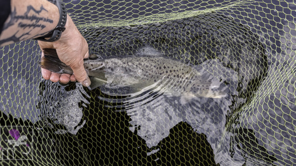 A brown Trout in the net