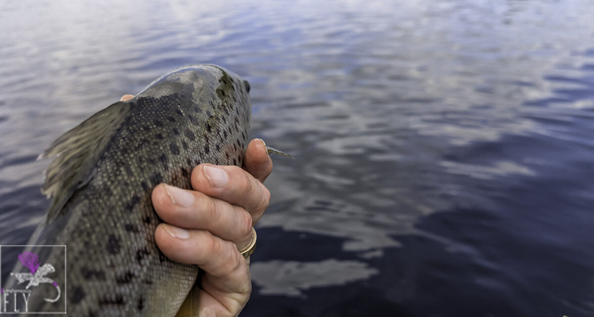 Interesting fishing