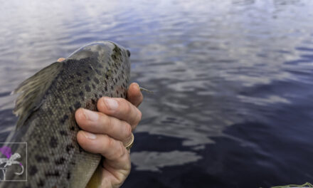 Interesting fishing