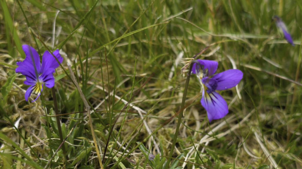 Some colourful flowers in the hills