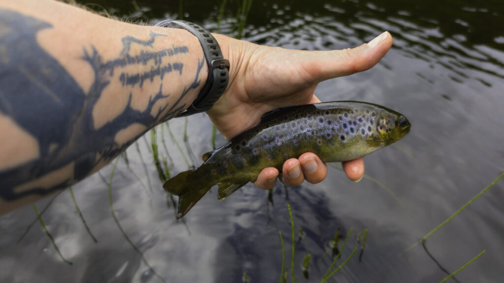 wild brown trout