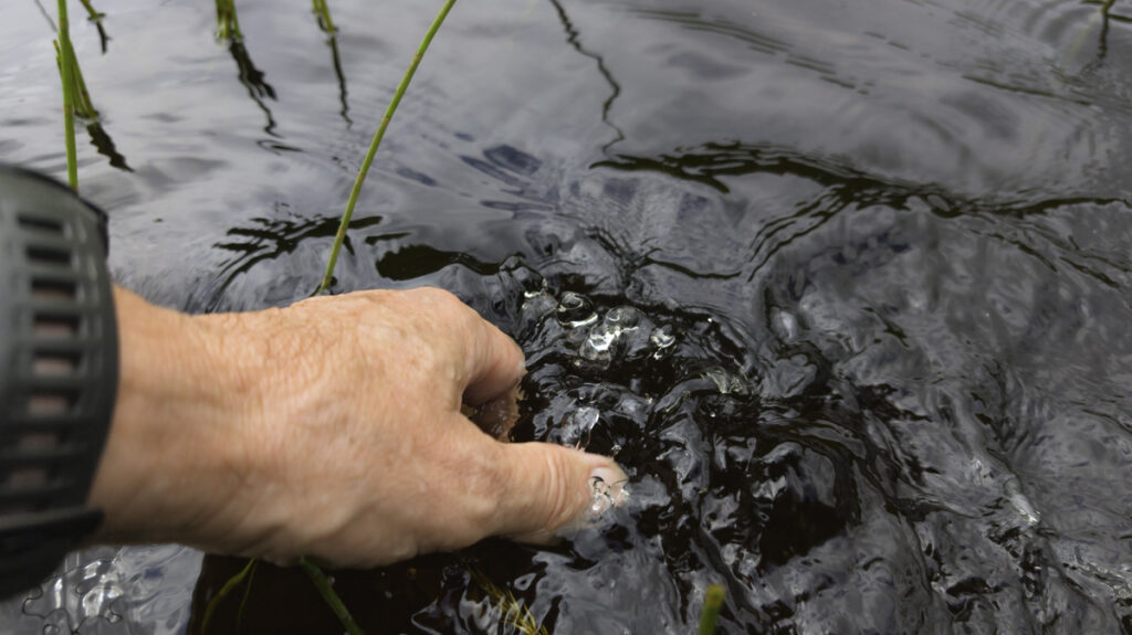 A splash and a fish is released safely