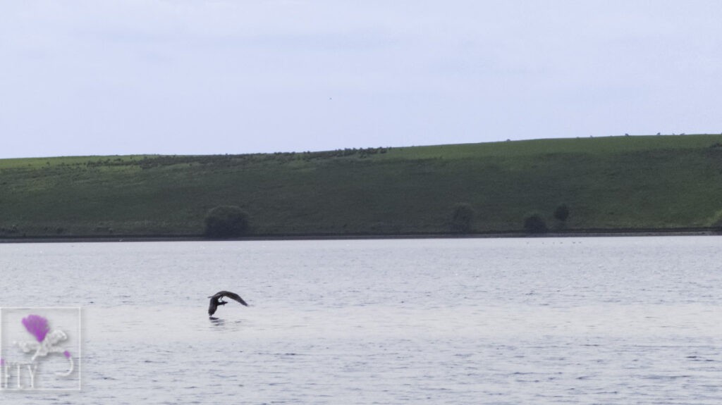 An Osprey manages to get hold of the fish and take off
