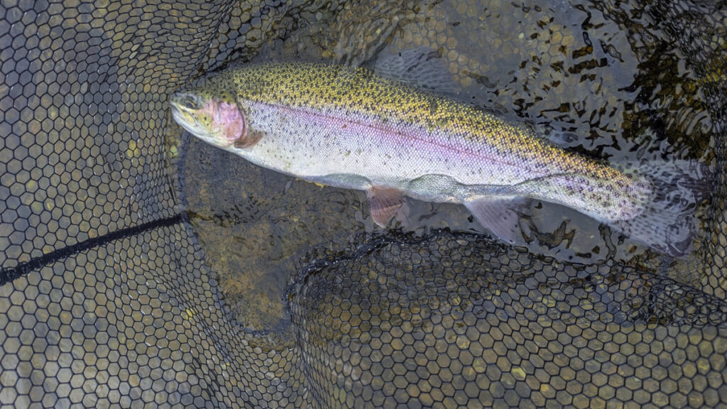 A Rainbow trout