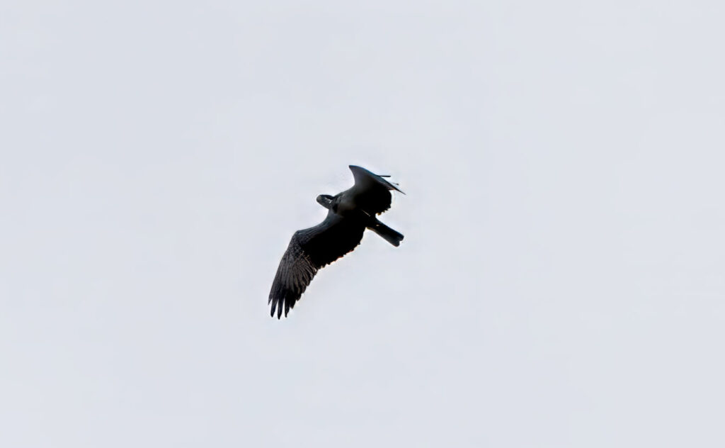 An osprey looking for dinner