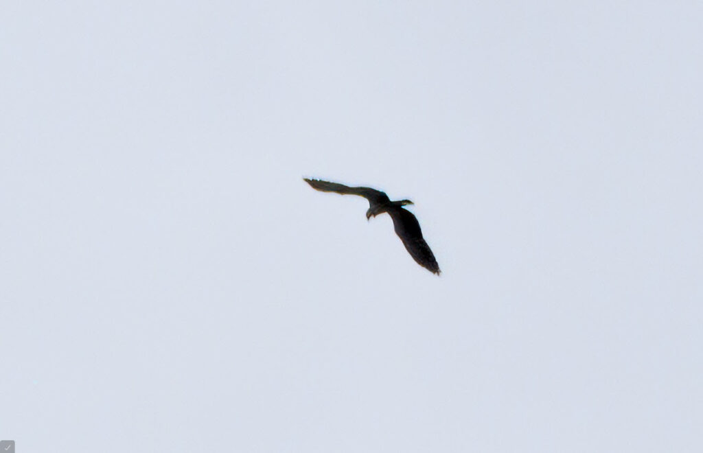 An osprey looking for dinner