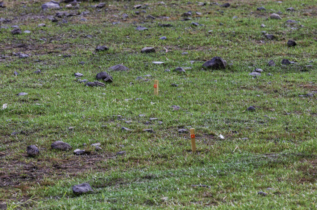 Pegs marking rare mosses