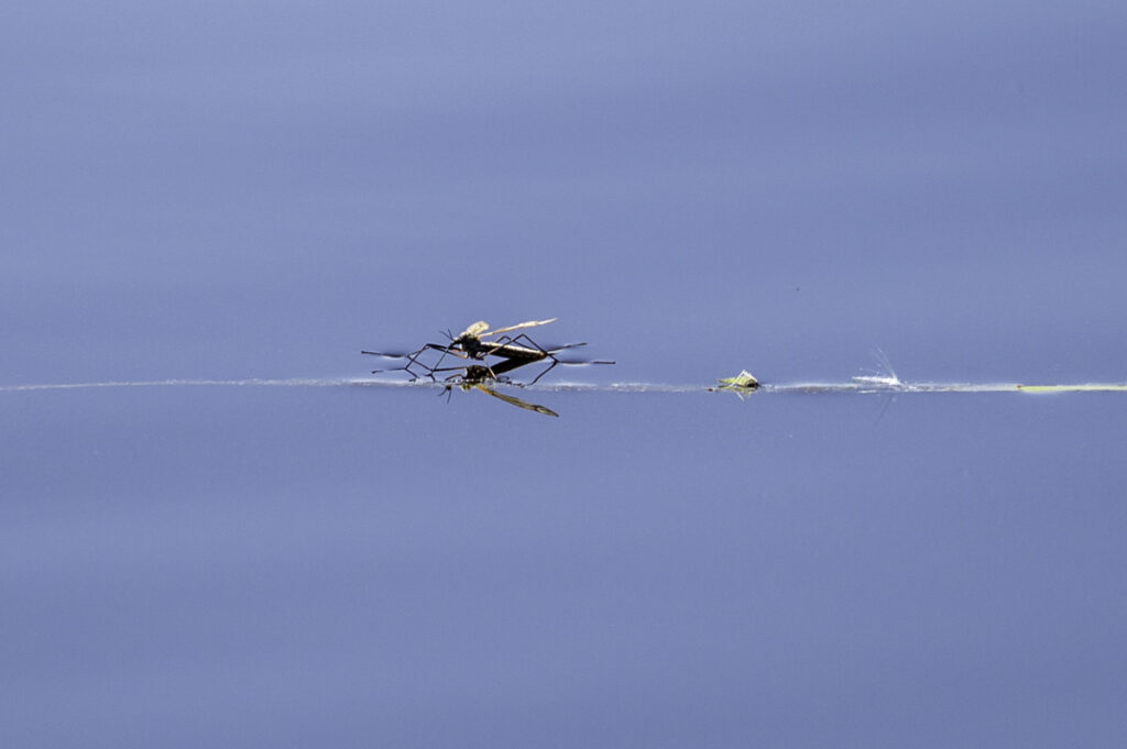 A cranefly resting on a strand of grass floating on the loch.