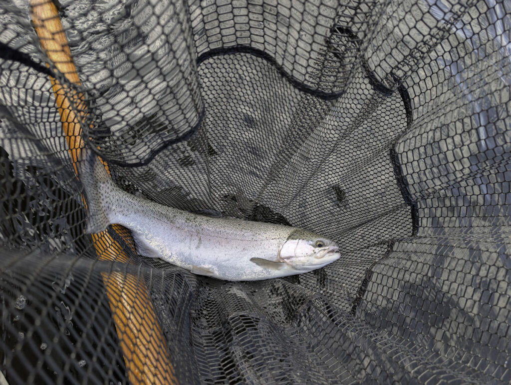 A rainbow trout