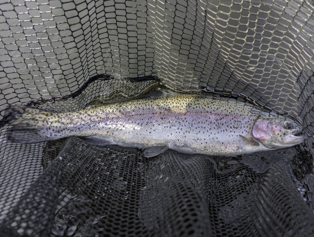 Another rainbow trout